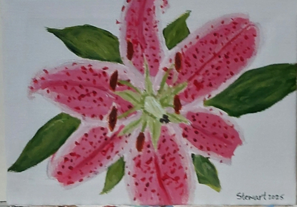 Art's Pink Lily