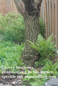 Cherry Blossoms