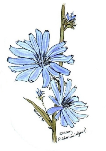 Chicory