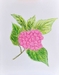 Link to "Pink Hydrangea"