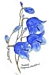Link to "Harebell"