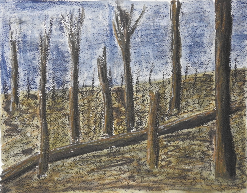 Sanctuary Wood