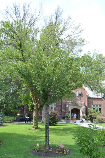 Memorial tree