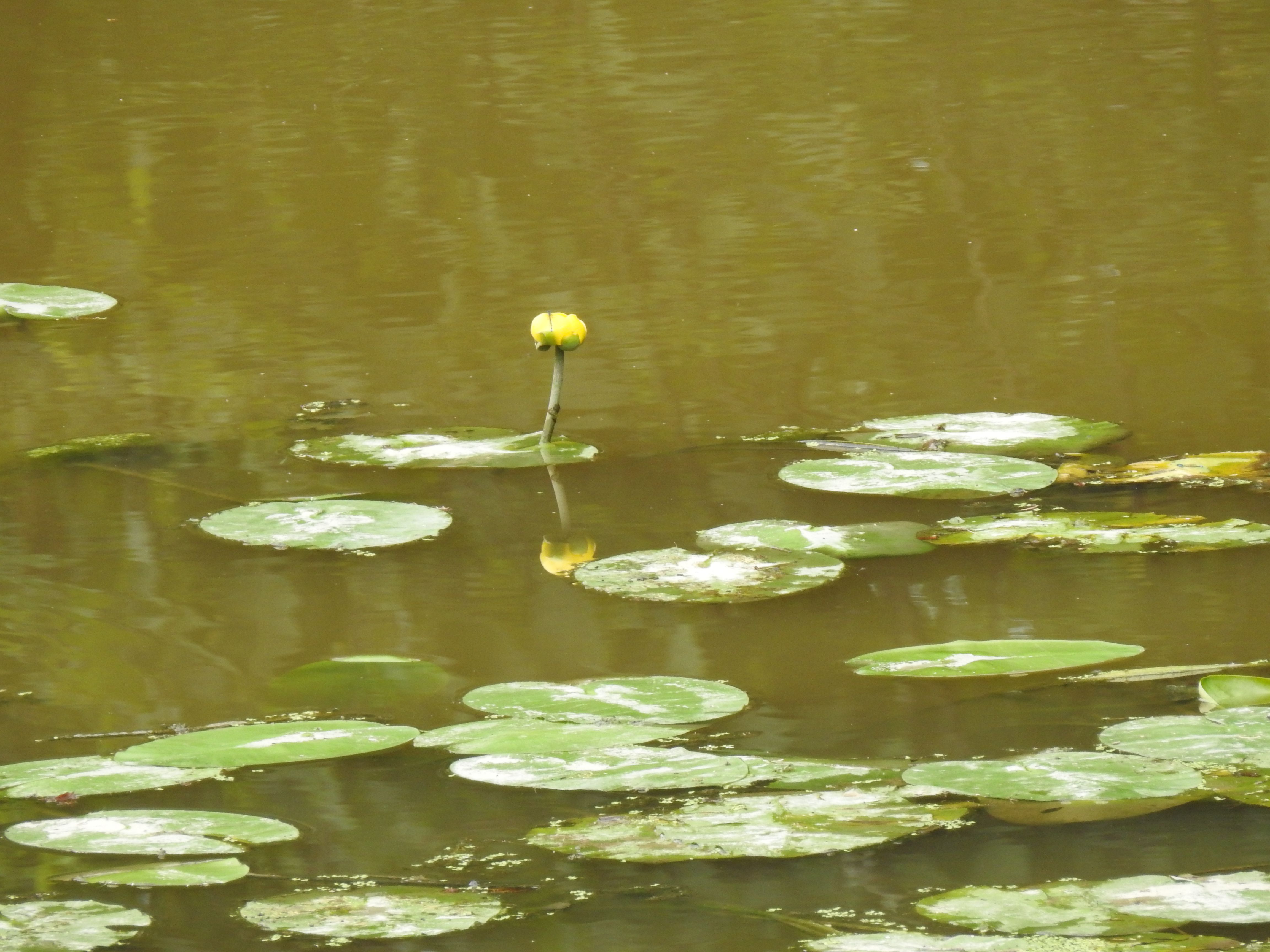 Bull-head Lily