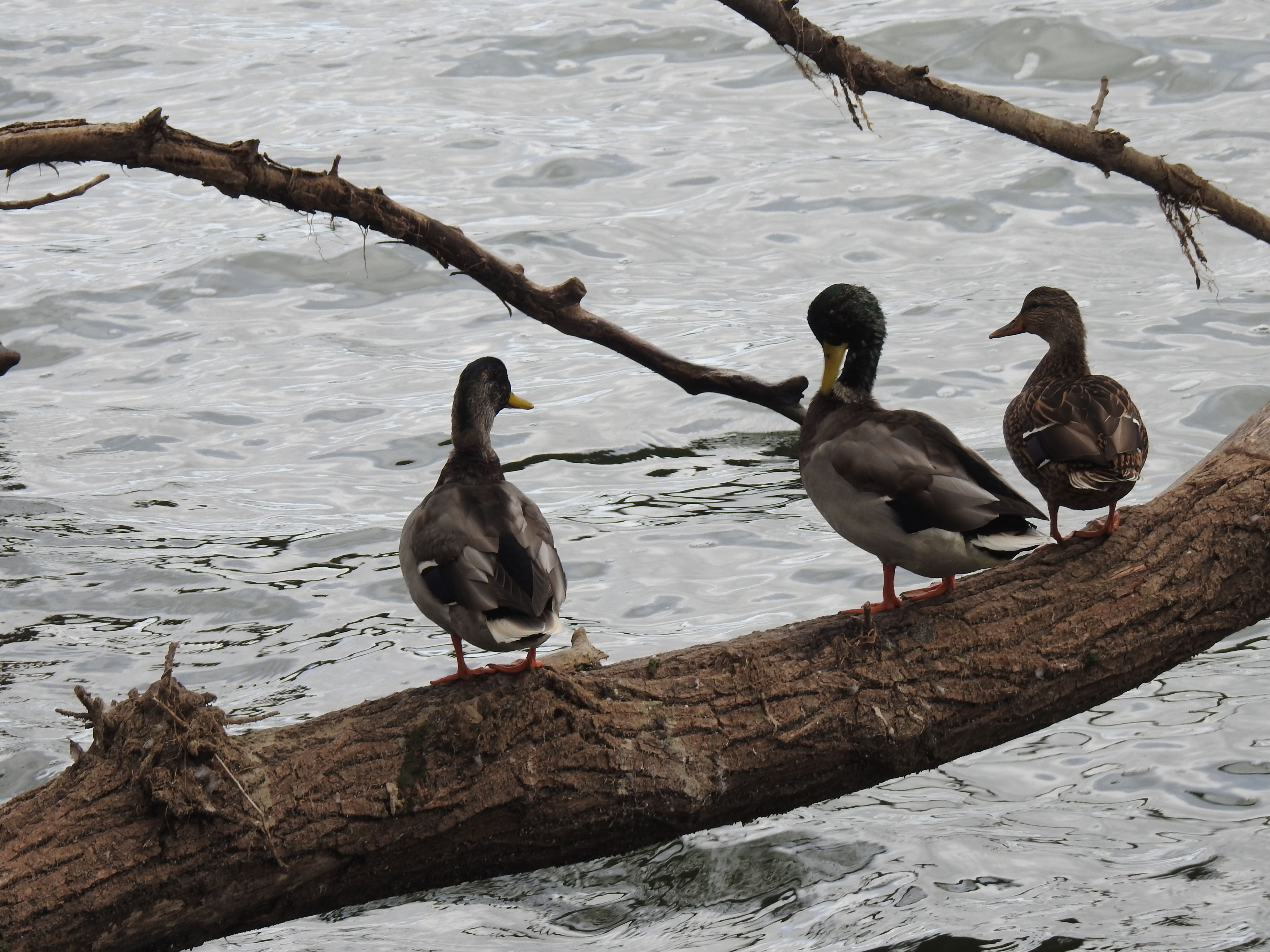 Ducks in a row
