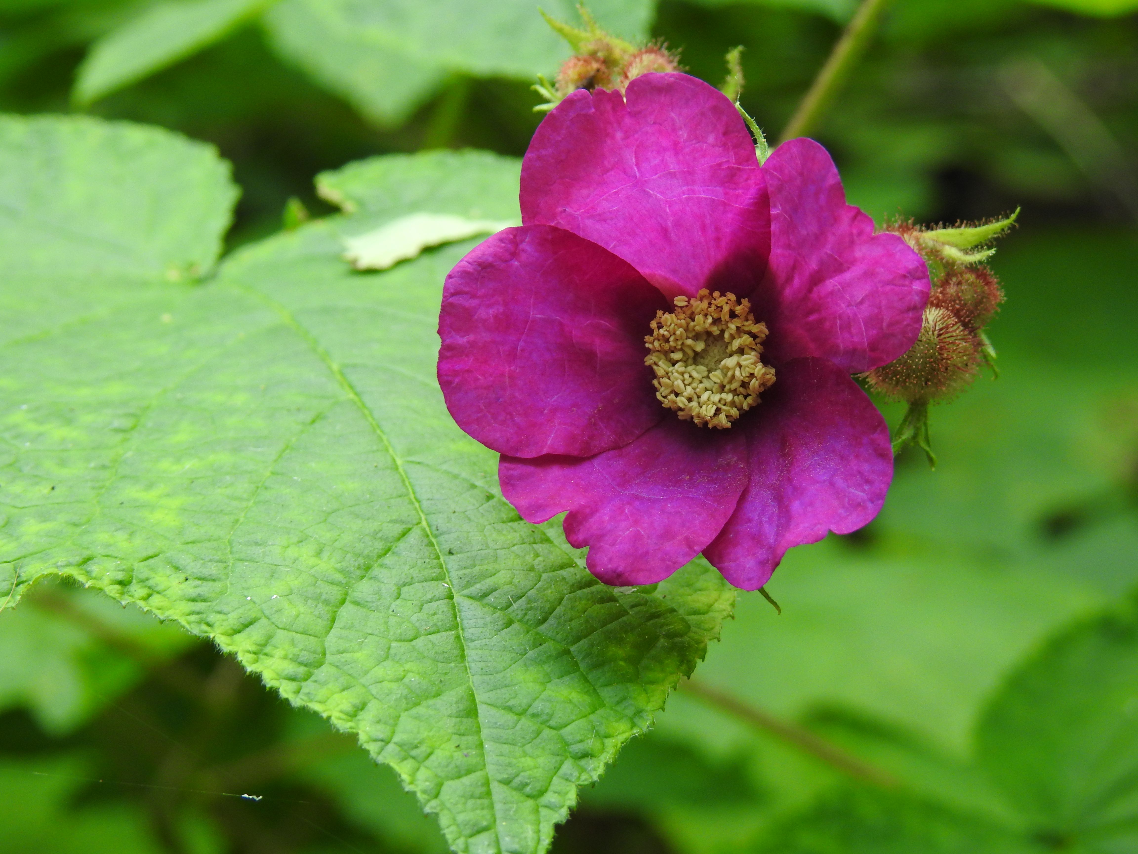 Purple-flowering Raspberry