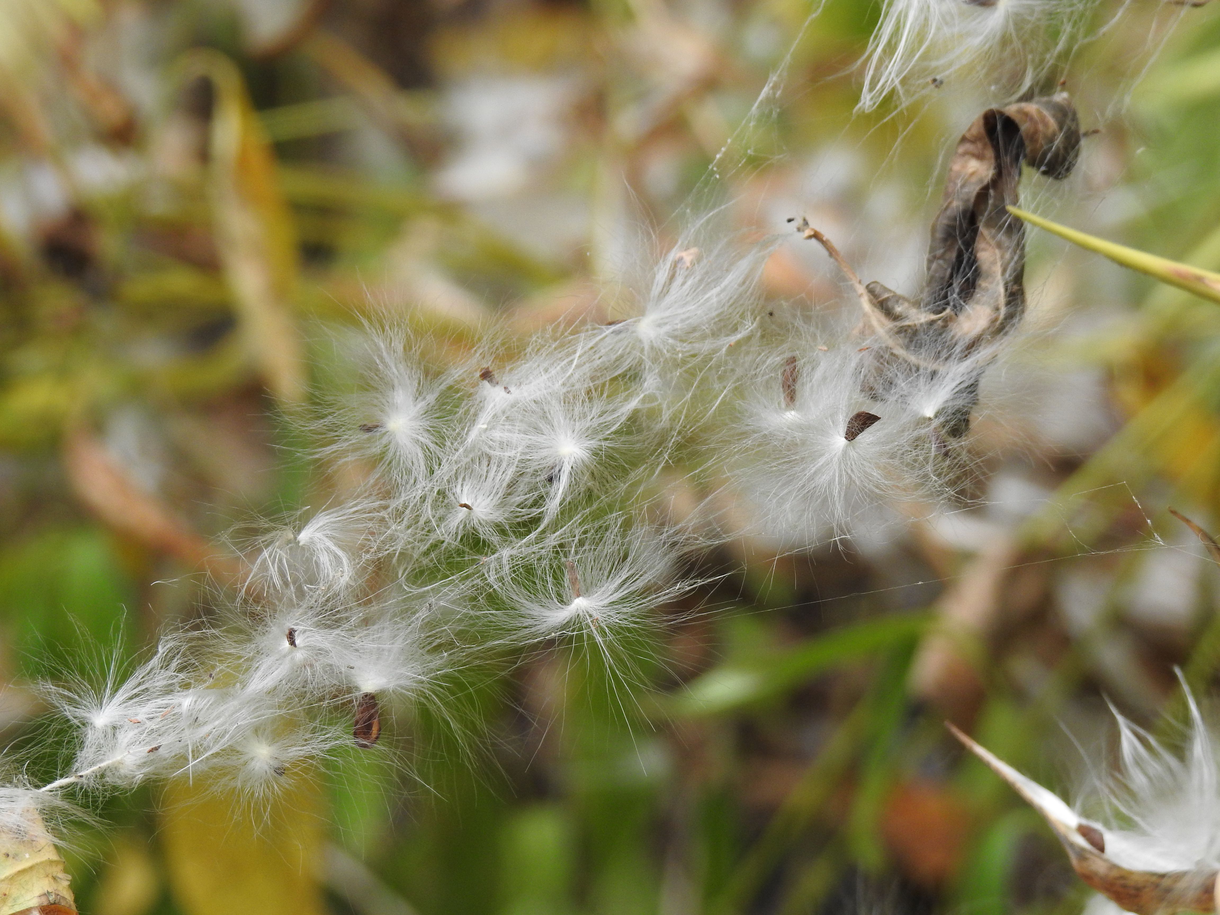 Milkweed