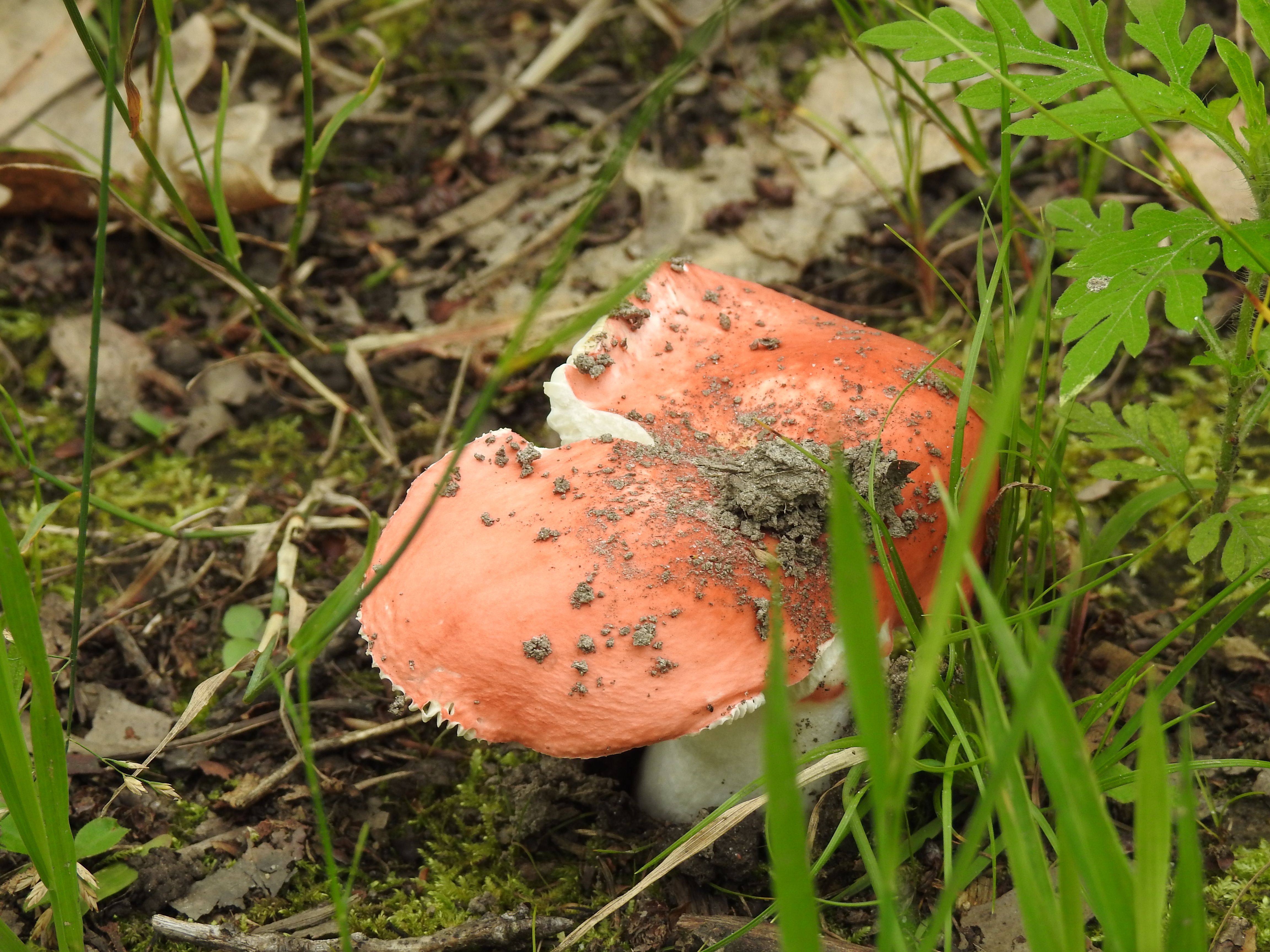 Mushroom